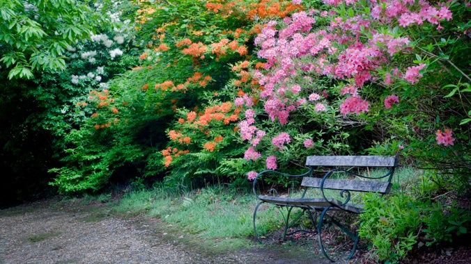 A bench beside the flowers in bloom in the Rhododendron Wood, which was planted in the late nineteenth century to create an attractive vista from Leith Hill Place, Surrey